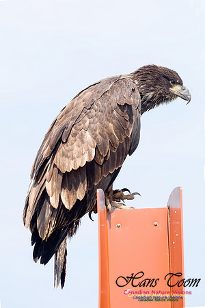 Bald Eagle 3
