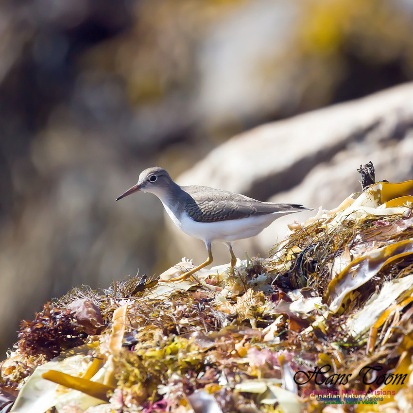 Spotted Sandpiper 4