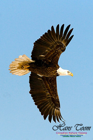 Bald Eagle