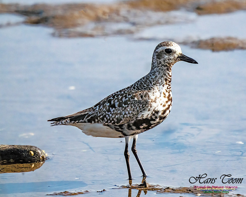 Black-bellied Plover 354