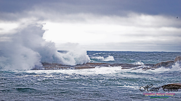 November Gale 1 109