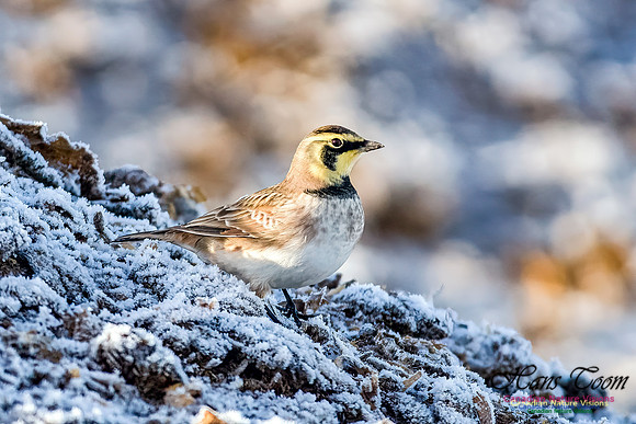 Horned Lark 103