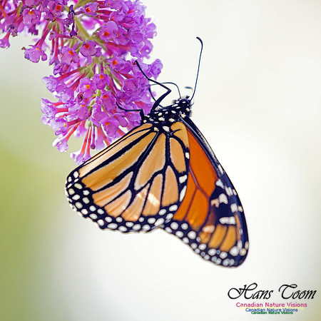 Monarch Butterfly 2