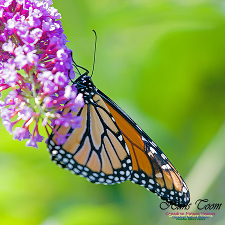 Monarch Butterfly 3