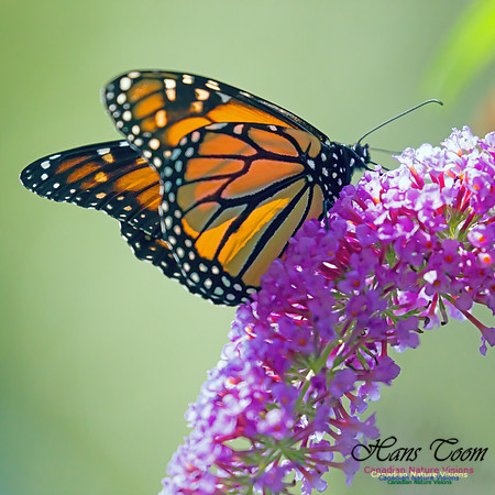 Monarch Butterfly 4