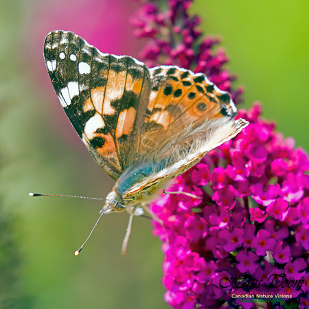Painted Lady 4