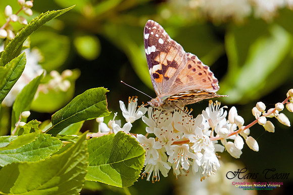Painted Lady on Summersweet 1