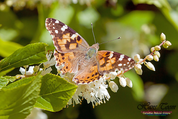Painted Lady on Summersweet 2