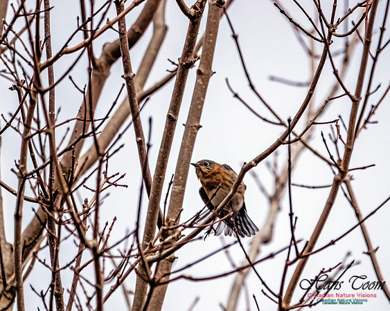 Eastern Bluebird 808
