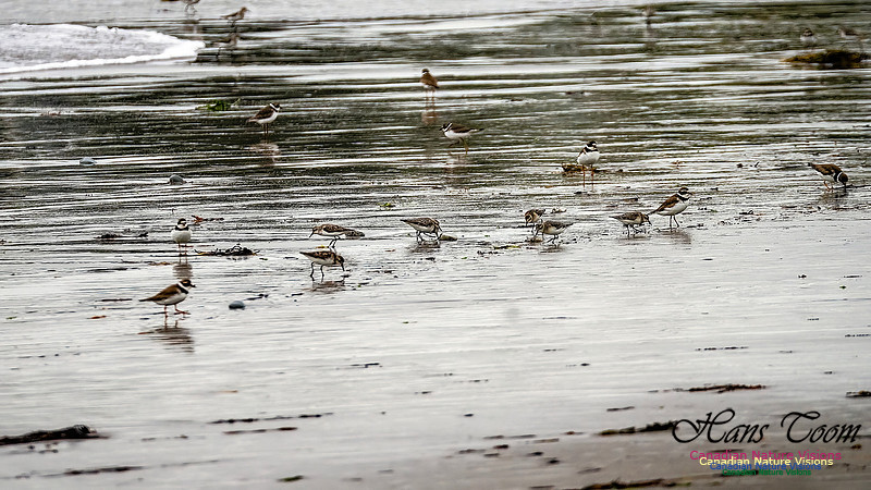Shorebirds of Hurricane Erin 112