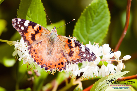 Painted Lady 5