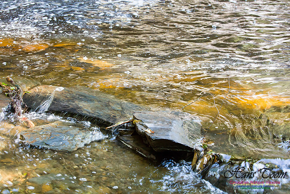 Moving Water 6