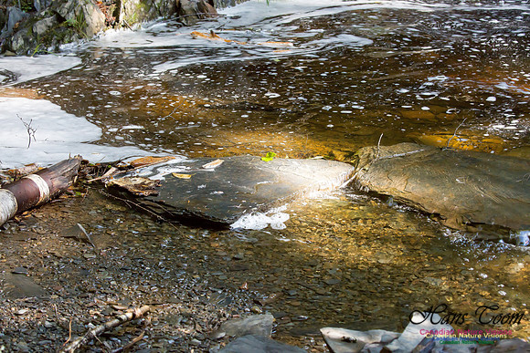 Moving Water 7