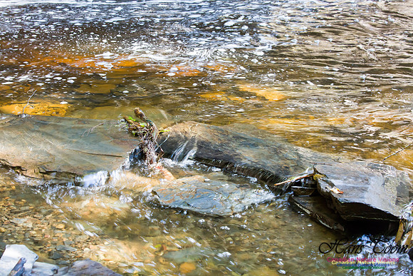 Moving Water 8