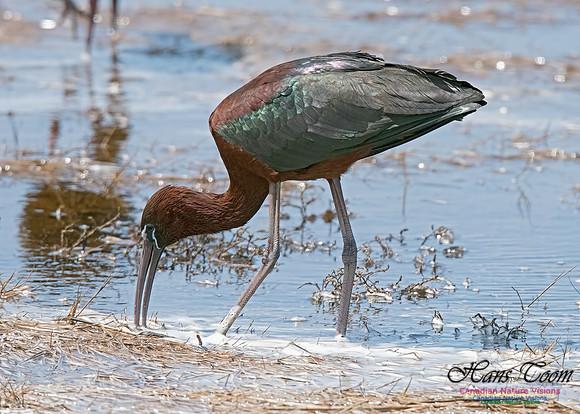 Glossy Ibis 14