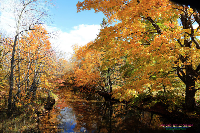 Maple Forest Fall Colours 2016