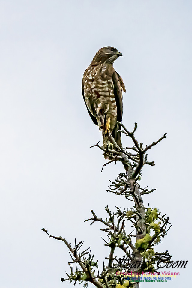 Broad-winged Hawk 103
