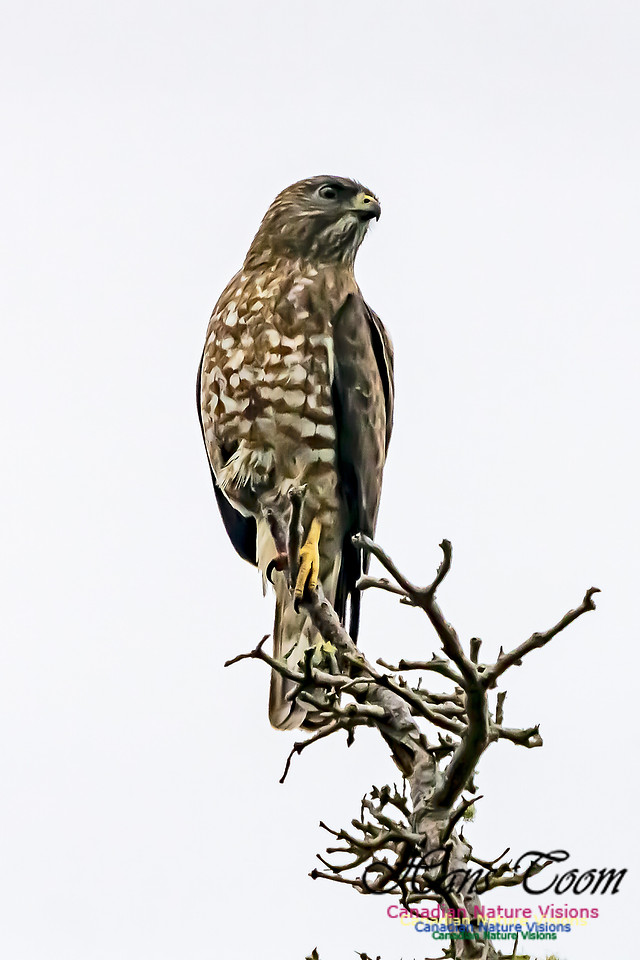Broad-winged Hawk 101