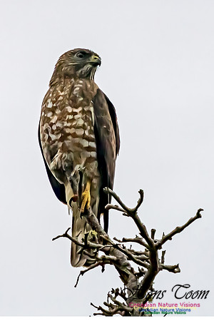 Broad-winged Hawk 102