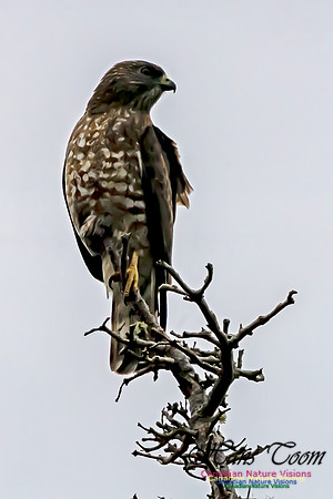 Broad-winged Hawk 100