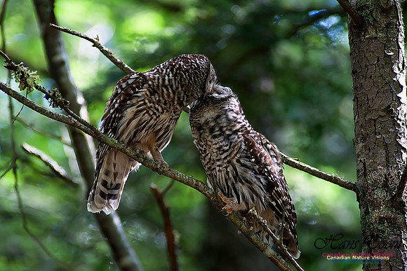 Barred Owl