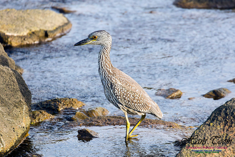 Yellow-crowned Night Heron 24