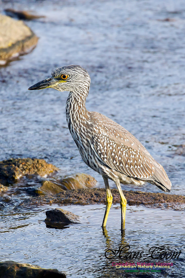 Yellow-crowned Night Heron 25