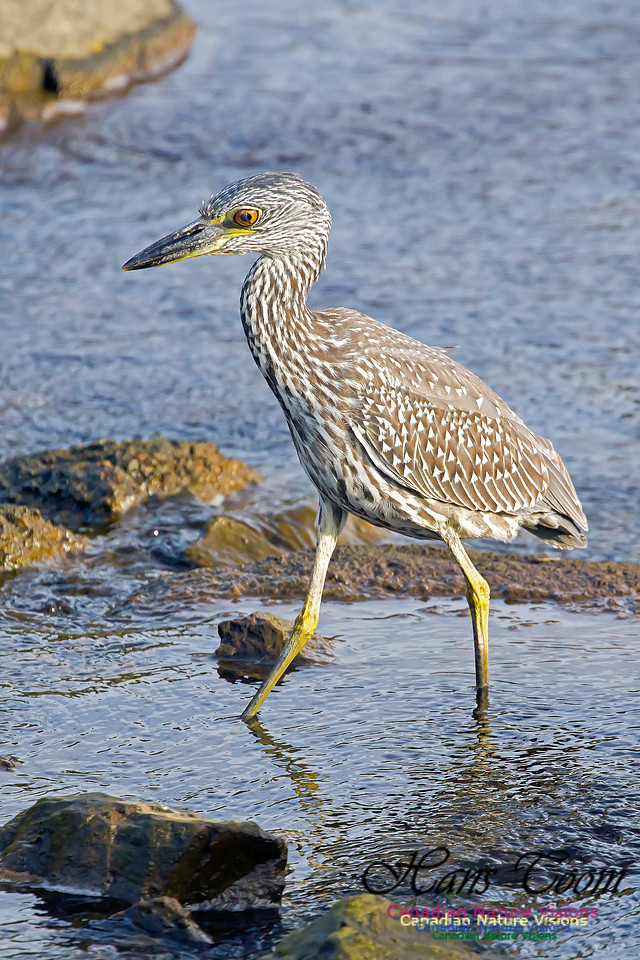 Yellow-crowned Night Heron 26