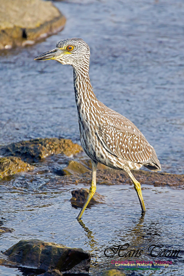Yellow-crowned Night Heron 27