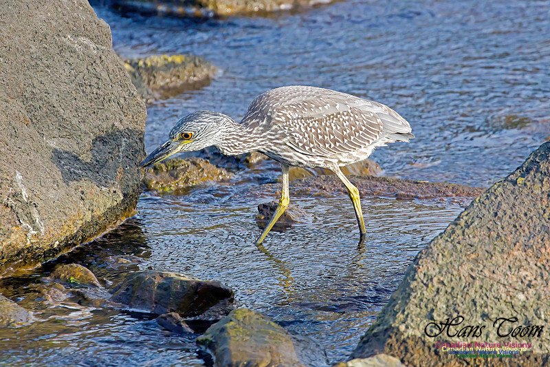 Yellow-crowned Night Heron 28