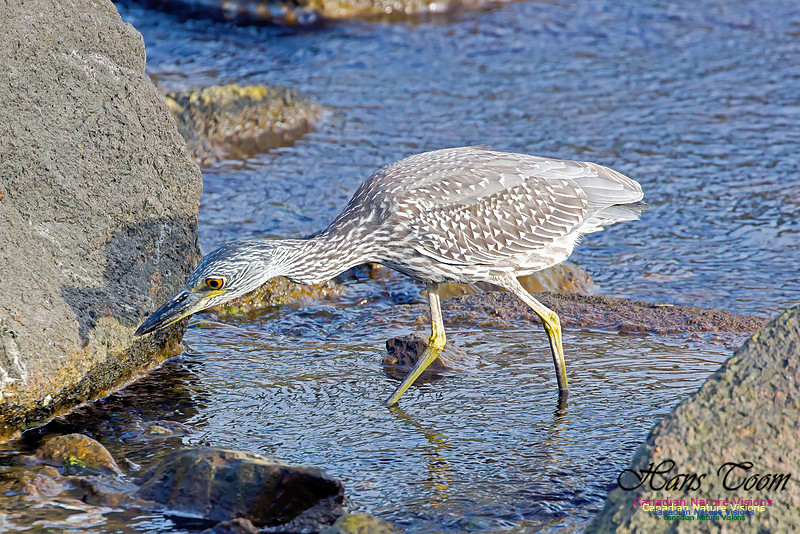 Yellow-crowned Night Heron 29