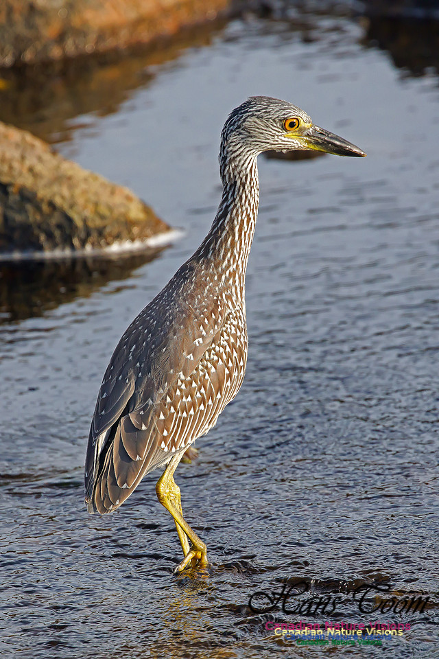 Yellow-crowned Night Heron 21