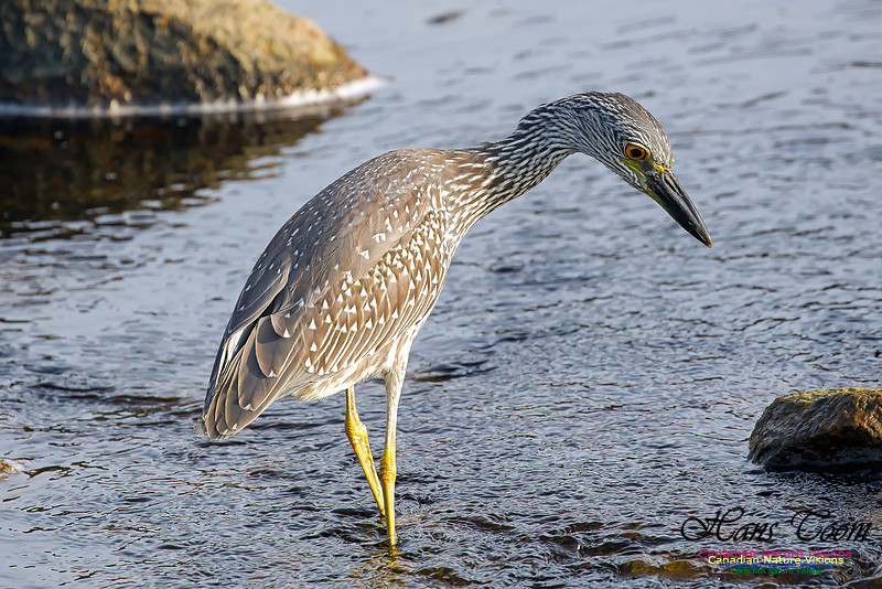 Yellow-crowned Night Heron 22