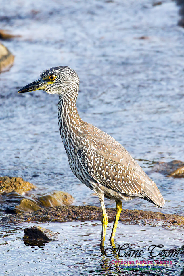 Yellow-crowned Night Heron 23