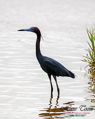 Little Blue Heron 100