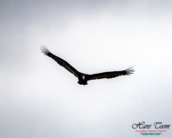 Turkey Vulture 105