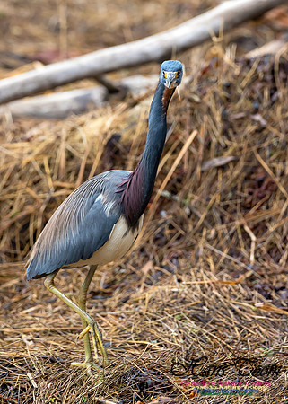 Tricoloured Heron 24