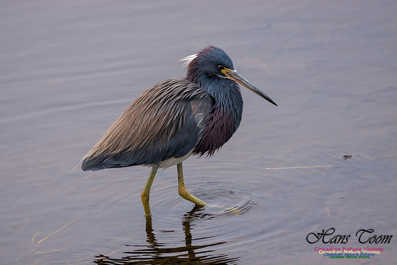 Tricoloured Heron 30