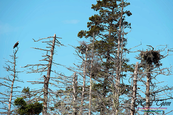 Osprey