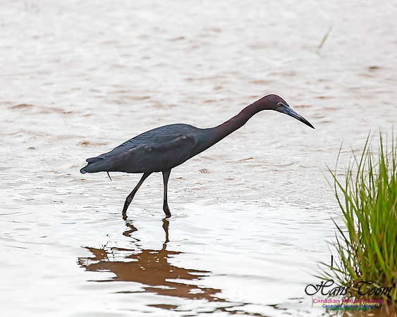 Little Blue Heron 105