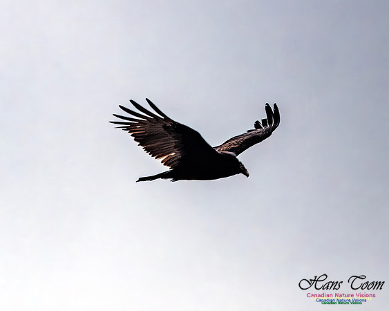 Turkey Vulture 102