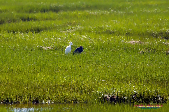 Snowy Egret and Little Blue Heron 1