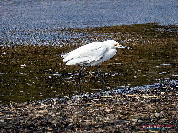 Snowy Egret 104
