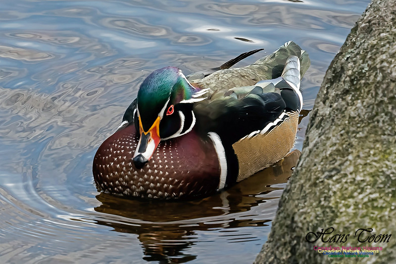 Wood Duck