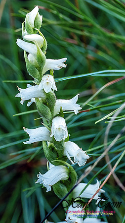 Yellow Lady's Tresses Orchid 303