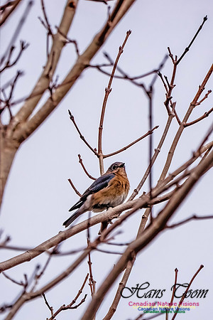 Eastern Bluebird 811