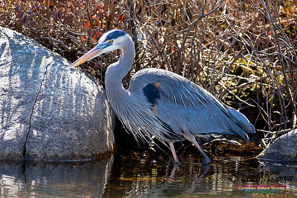 Great Blue Heron