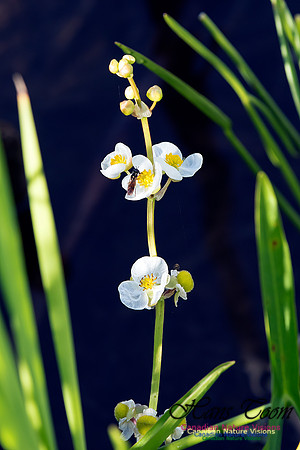 Engelmanns Arrowhead