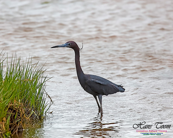Little Blue Heron 104