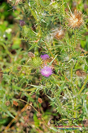 Scotch Thistle